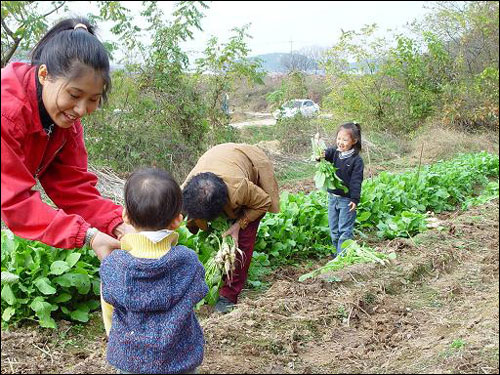 "어, 이건 작은 무네?." 아이들은 집 앞 텃밭에서 본 무보다 작은 무를 보더니 이것 또한 신기해 합니다. 아이들에게 이만한 자연학습과 소중한 추억이 있을까 생각합니다. 